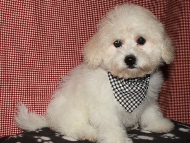 Paxton - Bichon Frise