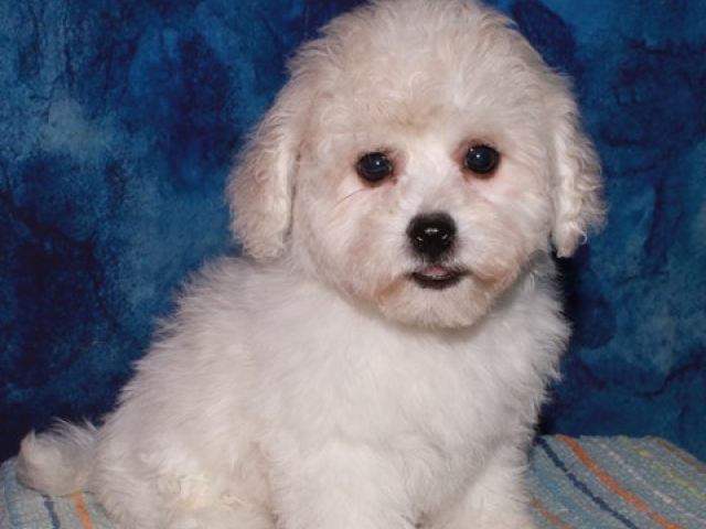 Paxton - Bichon Frise