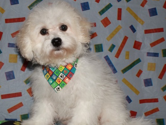 Paxton - Bichon Frise