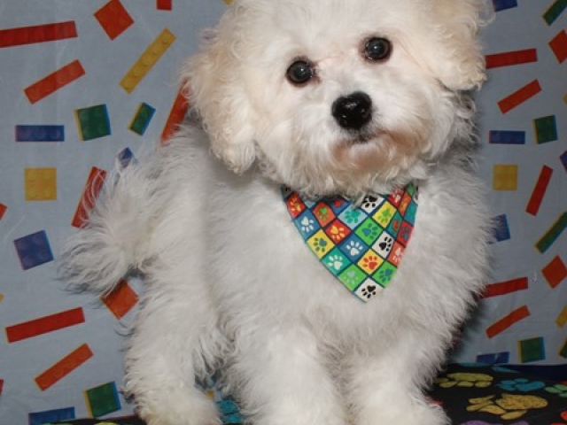 Paxton - Bichon Frise