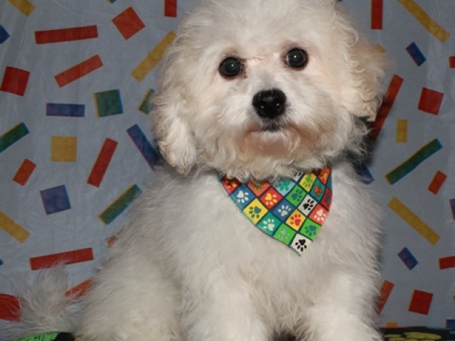 Paxton - Bichon Frise