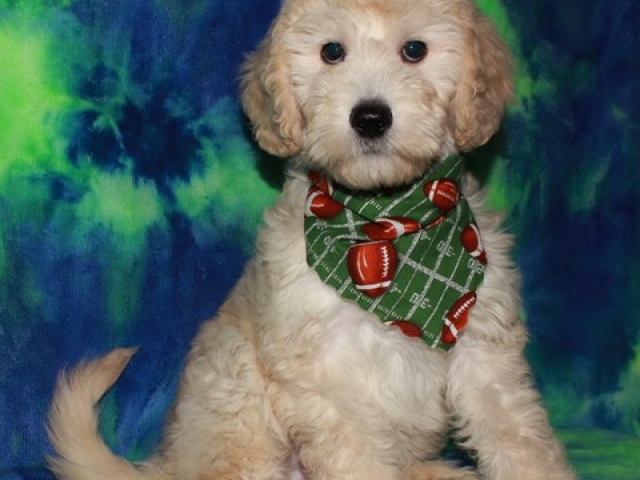 Parker - F1b Mini Goldendoodle