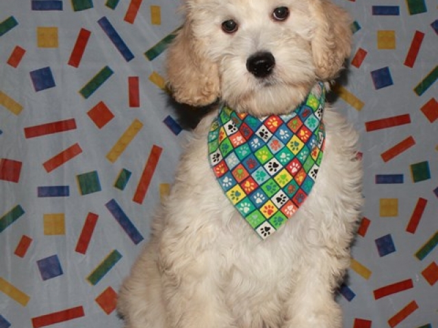 Parker - F1b Mini Goldendoodle