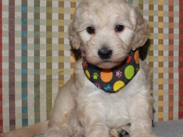 Parker - F1b Mini Goldendoodle