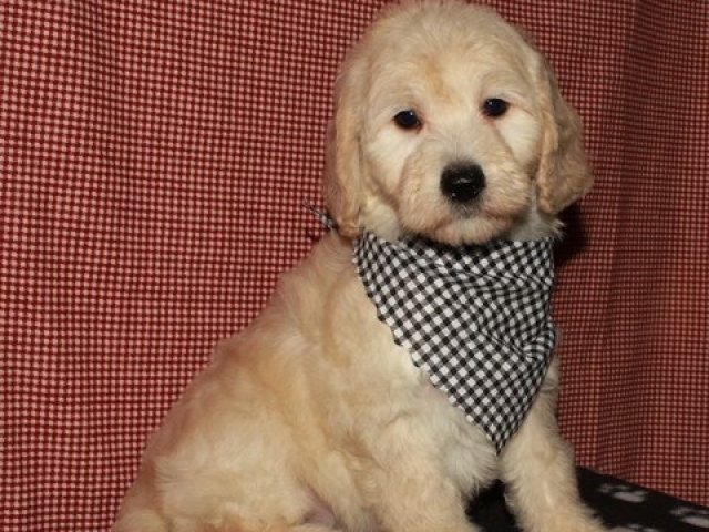 Parker - F1b Mini Goldendoodle