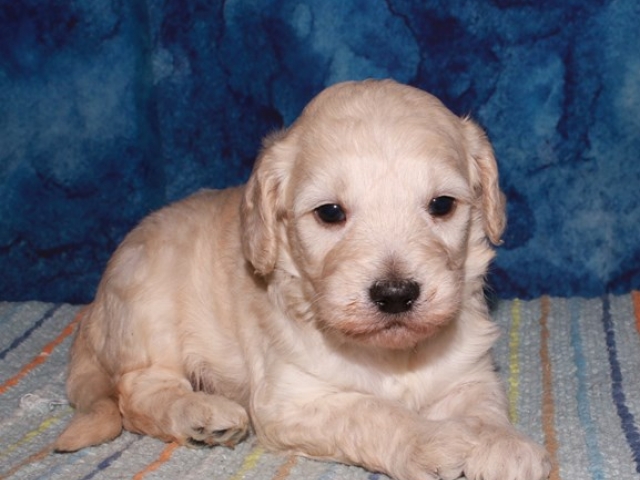 Parker - F1b Mini Goldendoodle