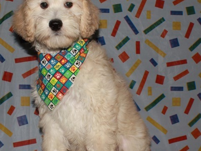 Parker - F1b Mini Goldendoodle