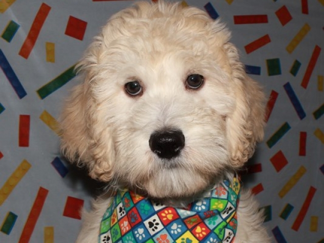 Parker - F1b Mini Goldendoodle