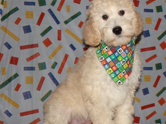 Parker - F1b Mini Goldendoodle