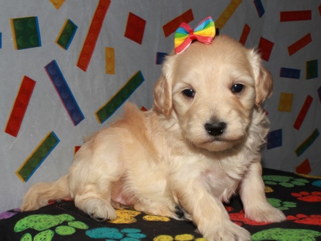 Cachet - F1 Mini Goldendoodle