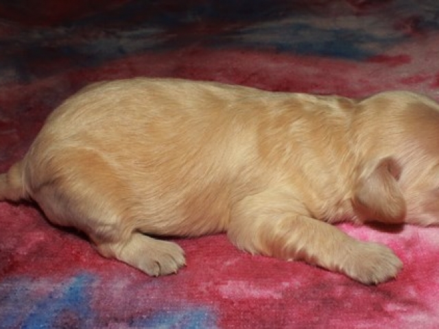 Cachet - F1 Mini Goldendoodle