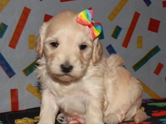 Cachet - F1 Mini Goldendoodle