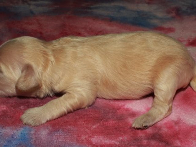 Cachet - F1 Mini Goldendoodle