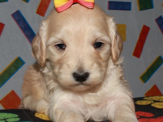 Cachet - F1 Mini Goldendoodle