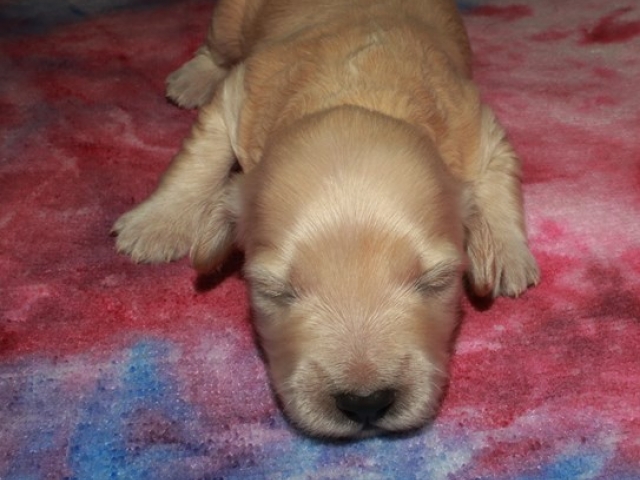 Cachet - F1 Mini Goldendoodle