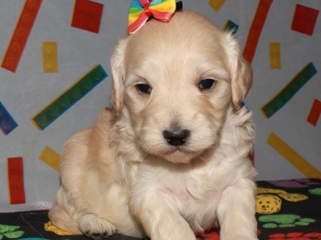 Cachet - F1 Mini Goldendoodle