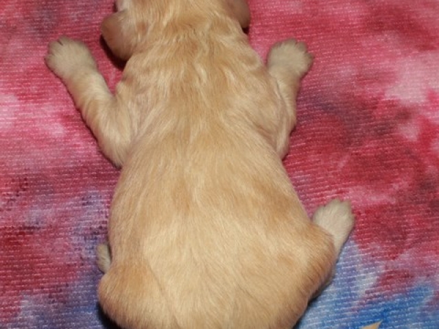 Cachet - F1 Mini Goldendoodle