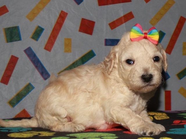 Cora - F1b Mini Goldendoodle