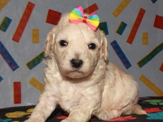 Cora - F1b Mini Goldendoodle