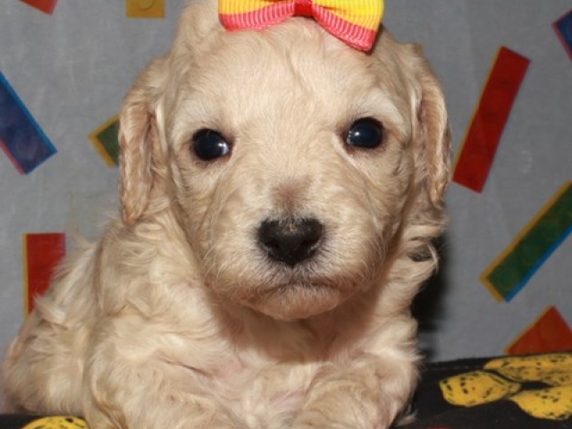 Cora - F1b Mini Goldendoodle