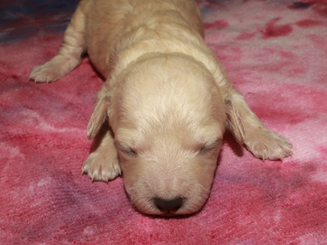 Cora - F1b Mini Goldendoodle