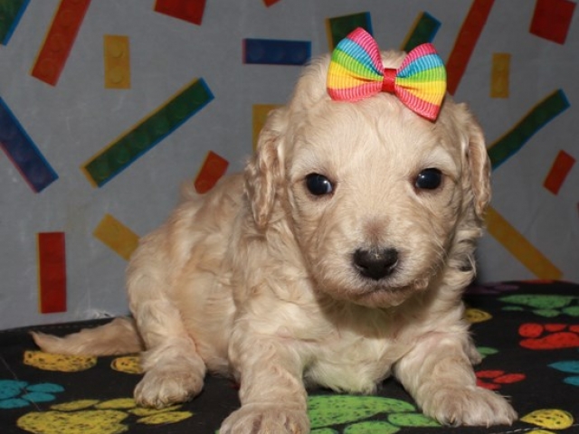 Cora - F1b Mini Goldendoodle