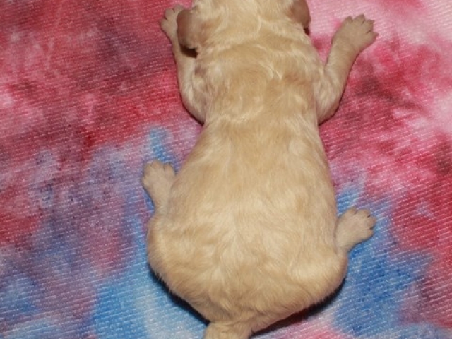 Cora - F1b Mini Goldendoodle