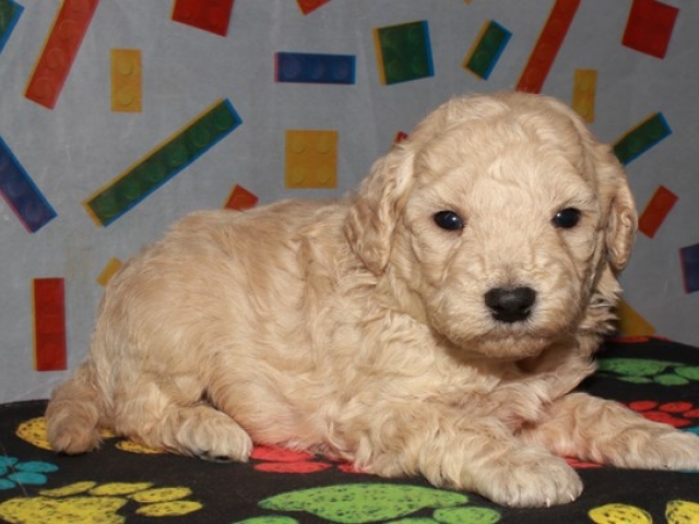 Caine - F1b Mini Goldendoodle