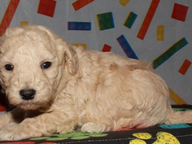 Caine - F1b Mini Goldendoodle