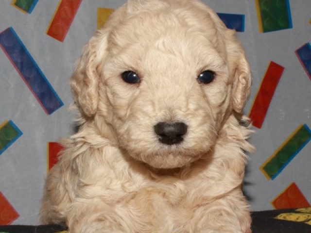 Caine - F1b Mini Goldendoodle