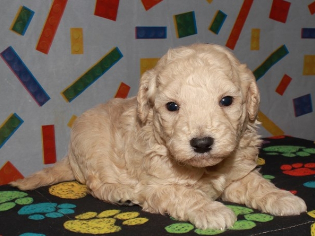 Caine - F1b Mini Goldendoodle