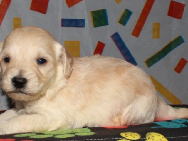 Corky - F1b Mini Goldendoodle