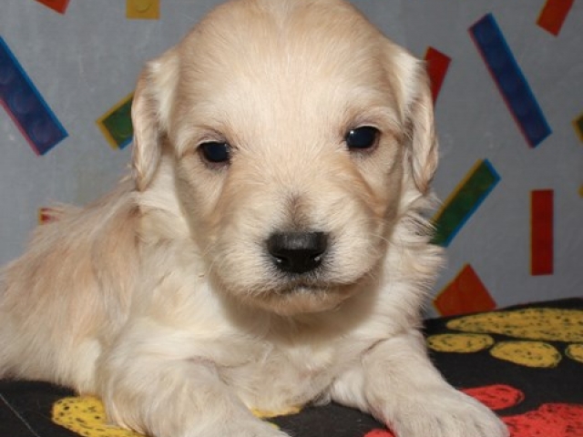 Corky - F1b Mini Goldendoodle