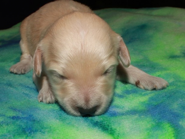 Corky - F1b Mini Goldendoodle