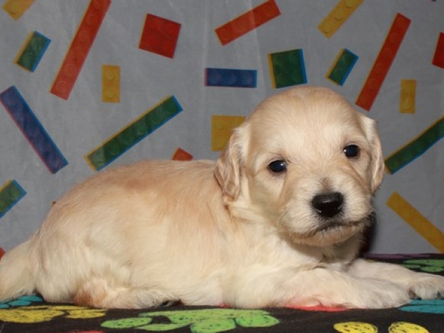 Corky - F1b Mini Goldendoodle