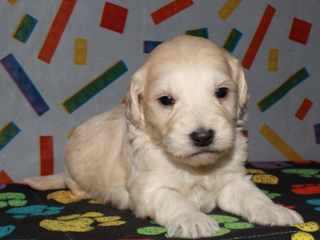 Caribou - F1b Mini Goldendoodle