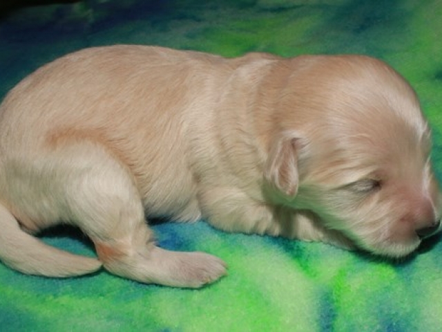 Caribou - F1b Mini Goldendoodle