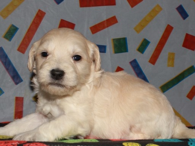 Caribou - F1b Mini Goldendoodle