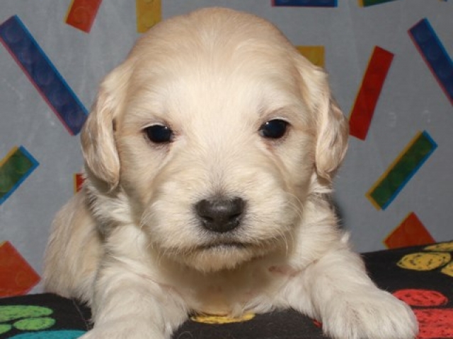 Caribou - F1b Mini Goldendoodle