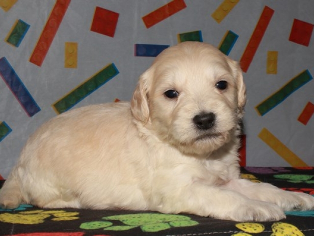 Caribou - F1b Mini Goldendoodle