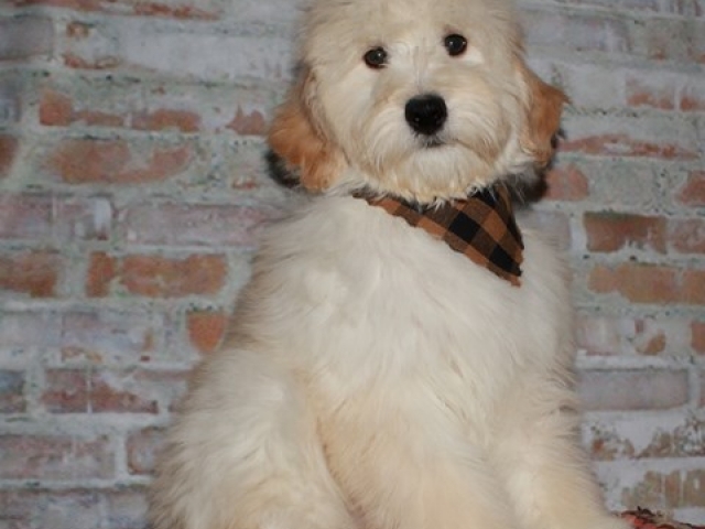 Corky - F1b Mini Goldendoodle