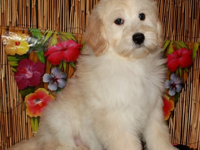 Corky - F1b Mini Goldendoodle