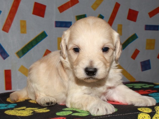 Corky - F1b Mini Goldendoodle