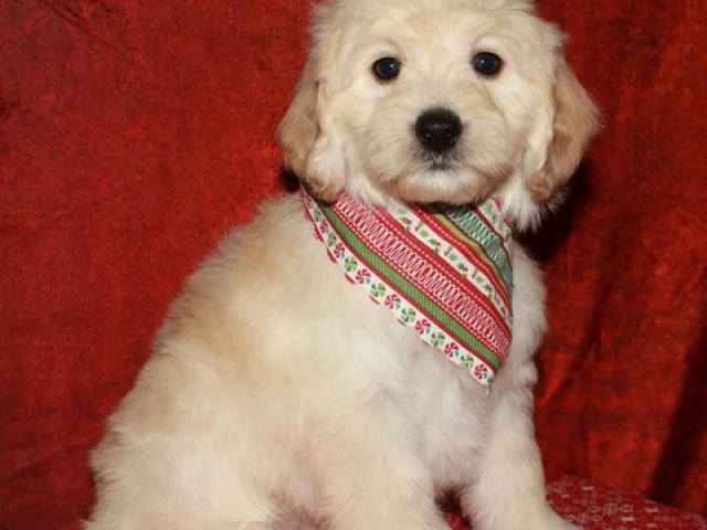 Corky - F1b Mini Goldendoodle