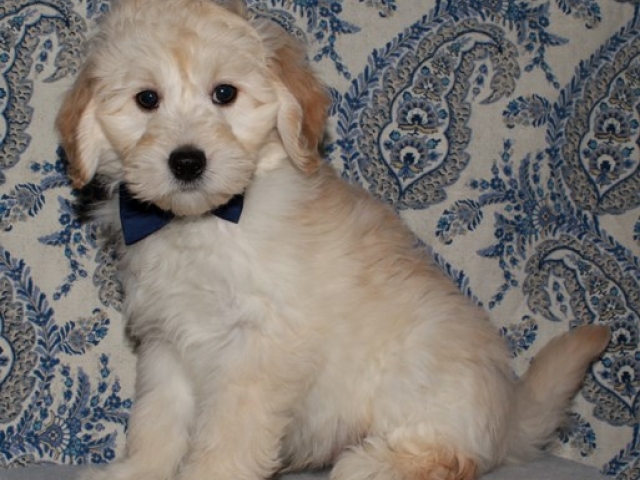 Corky - F1b Mini Goldendoodle