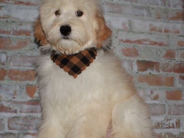 Corky - F1b Mini Goldendoodle