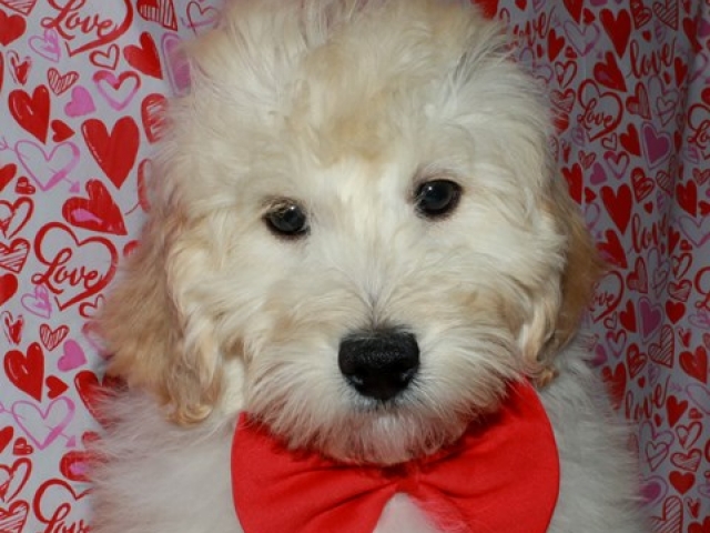 Corky - F1b Mini Goldendoodle