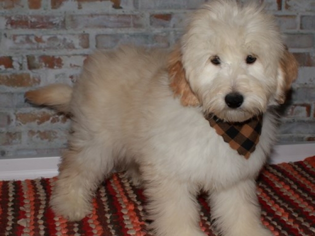 Corky - F1b Mini Goldendoodle