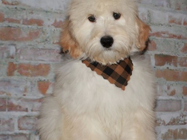 Corky - F1b Mini Goldendoodle