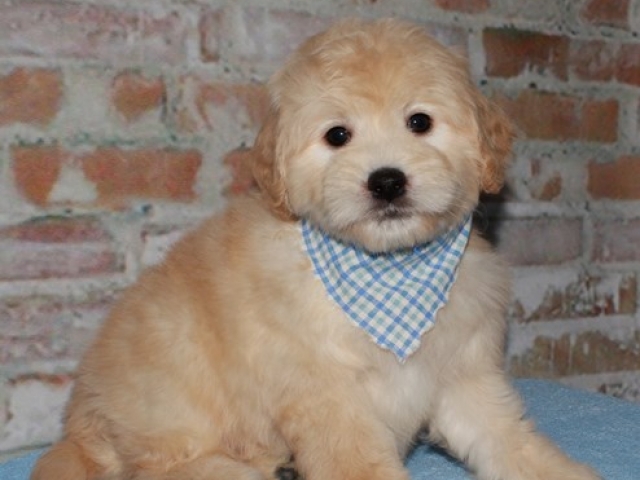 Gismo - F1b Mini Goldendoodle